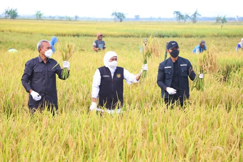 Stok Melimpah, Kadistan Tak Tahu Beras Jatim Mengalir Kemana