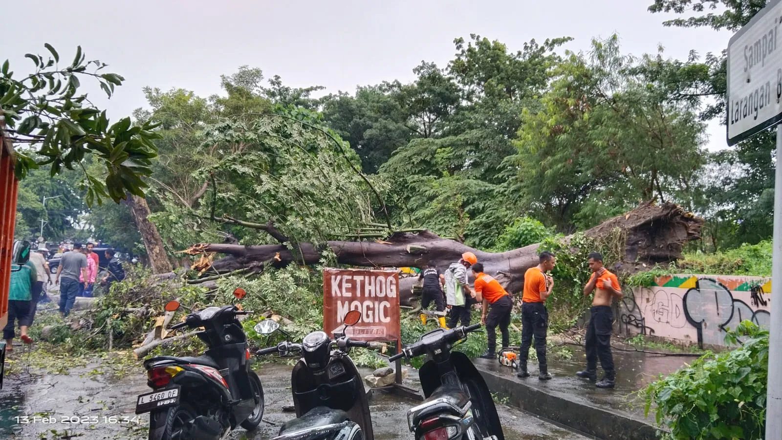 Hujan Lebat Disertai Angin Kencang, Pohon di Barata Jaya Tumbang Timpa Innova