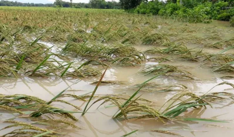 186 Hektar Sawah di Jatim Gagal Panen