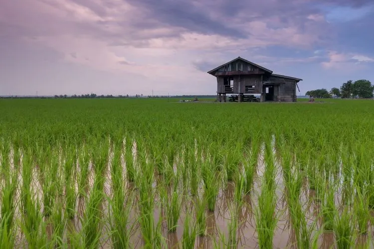 Produksi Pertanian Kota Malang Dioptimalkan Meski Lahan Terbatas