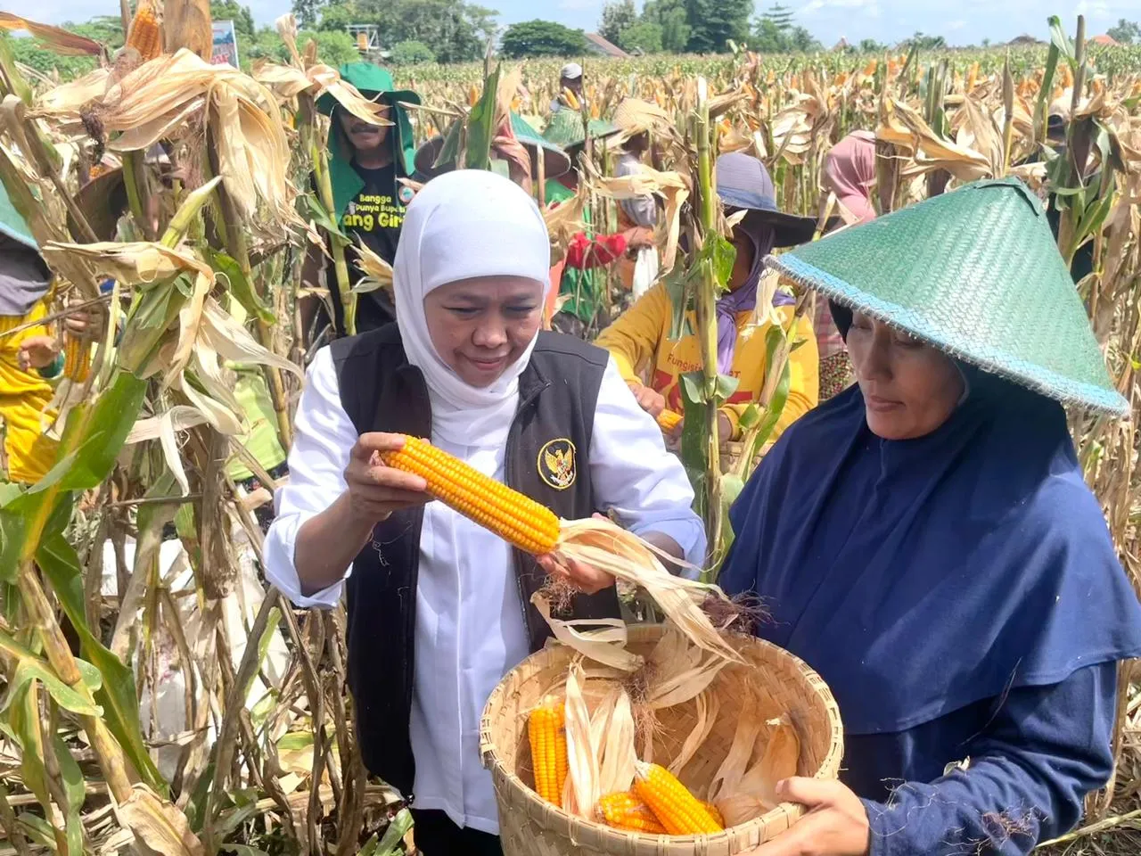 Jagung Reog 234 Mampu Hasilkan 12,4 Ton Per Hektare
