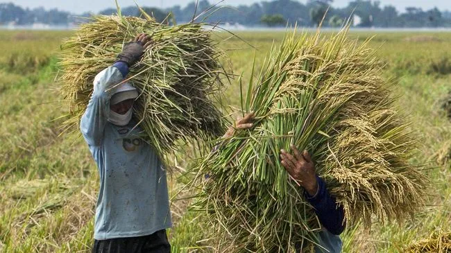 Jelang Ramadhan, Dipastikan Stok Beras di Jatim Surplus