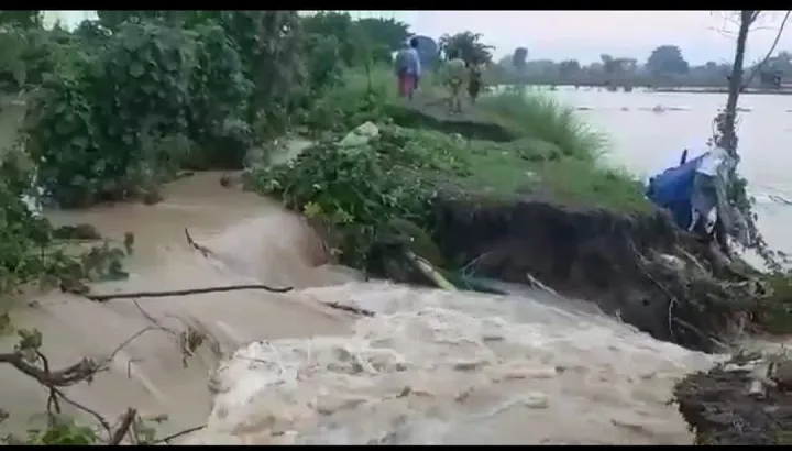 Tiga Tanggul di Lamongan Jebol, Ratusan Hektar Tambak Siap Panen Tenggelam
