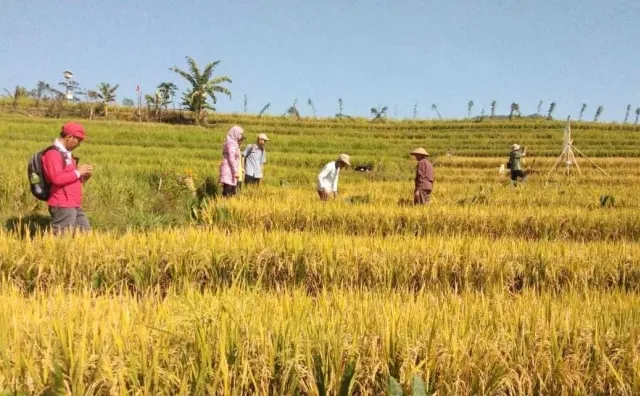 Kota Malang Alami Defisit Beras 50.000 Ton Per Tahun