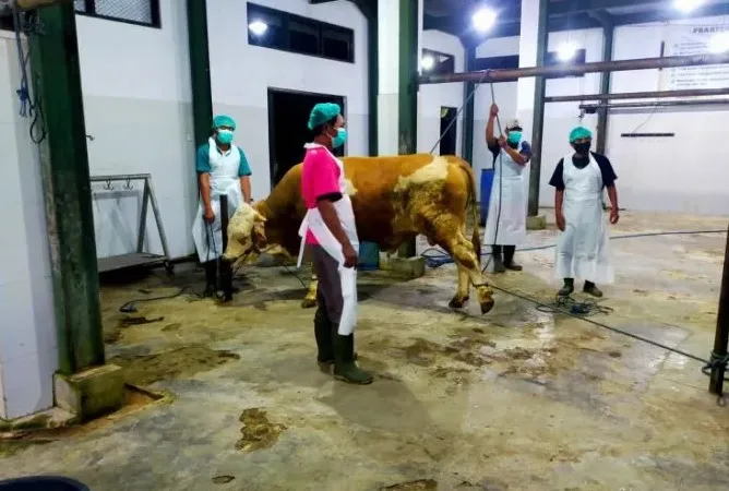 Dua RPH di Banyuwangi Lolos Audit Sertifikasi Halal Nasional