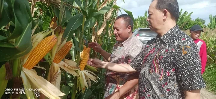Diklaim Berbiaya Murah Hasil Melimpah, Ini Cara Tanam Jagung Menggunakan Bio Teknologi