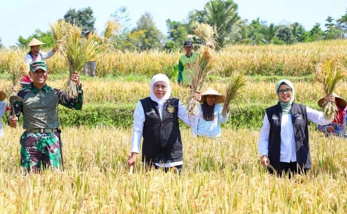 Tiga Tahun Berturut-turut, Produksi Padi Jatim Tertinggi di Indonesia