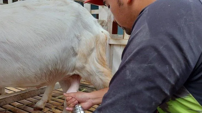 Produksi Susu Kambing 2 Ribu Liter/Hari, DKPP Lumajang Kembangkan Pakan Ternak
