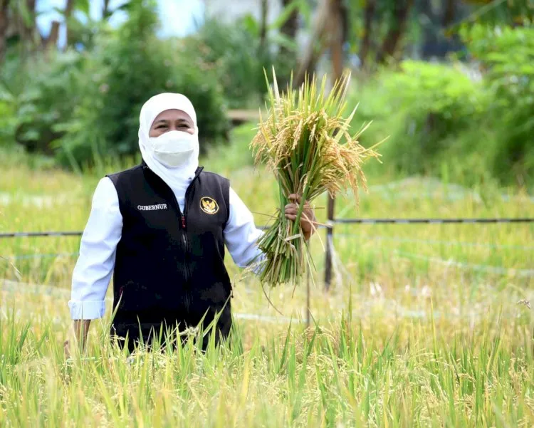Sensus Pertanian 2023 Akan Jadi Acuan Perumusan Kebijakan