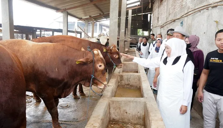 Khofifah Sebut Ketersediaan Hewan Kurban di Jawa Timur Surplus