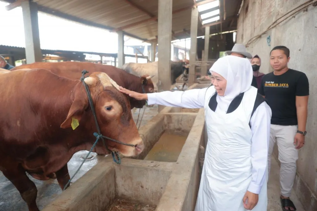 Jelang Idul Adha, Harga Sapi di Jatim Mulai Naik