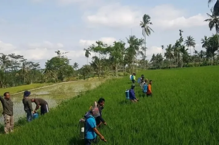 Cegah Gagal Panen, DTPHP Jember dan Petani Berantas Hama Secara Massal