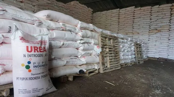 Alokasi Pupuk Bersubsidi untuk Petani Lumajang Kian Menurun