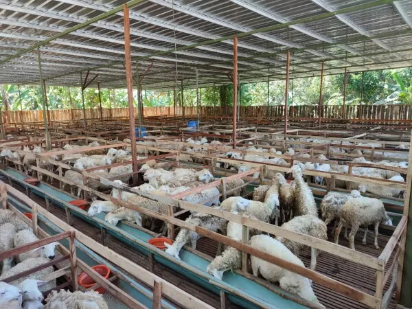 Ketersediaan Hewan Kurban di Bojonegoro Dipastikan Cukup Aman