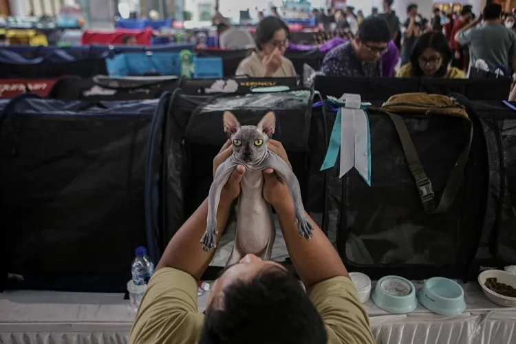 FOTO: Kontes Kucing Nasional di Tangerang Dipenuhi 195 Kucing Eksotis
