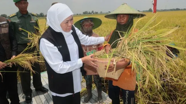 Produksi Beras Jatim per Juni 2023 Tercatat 650 Ribu Ton