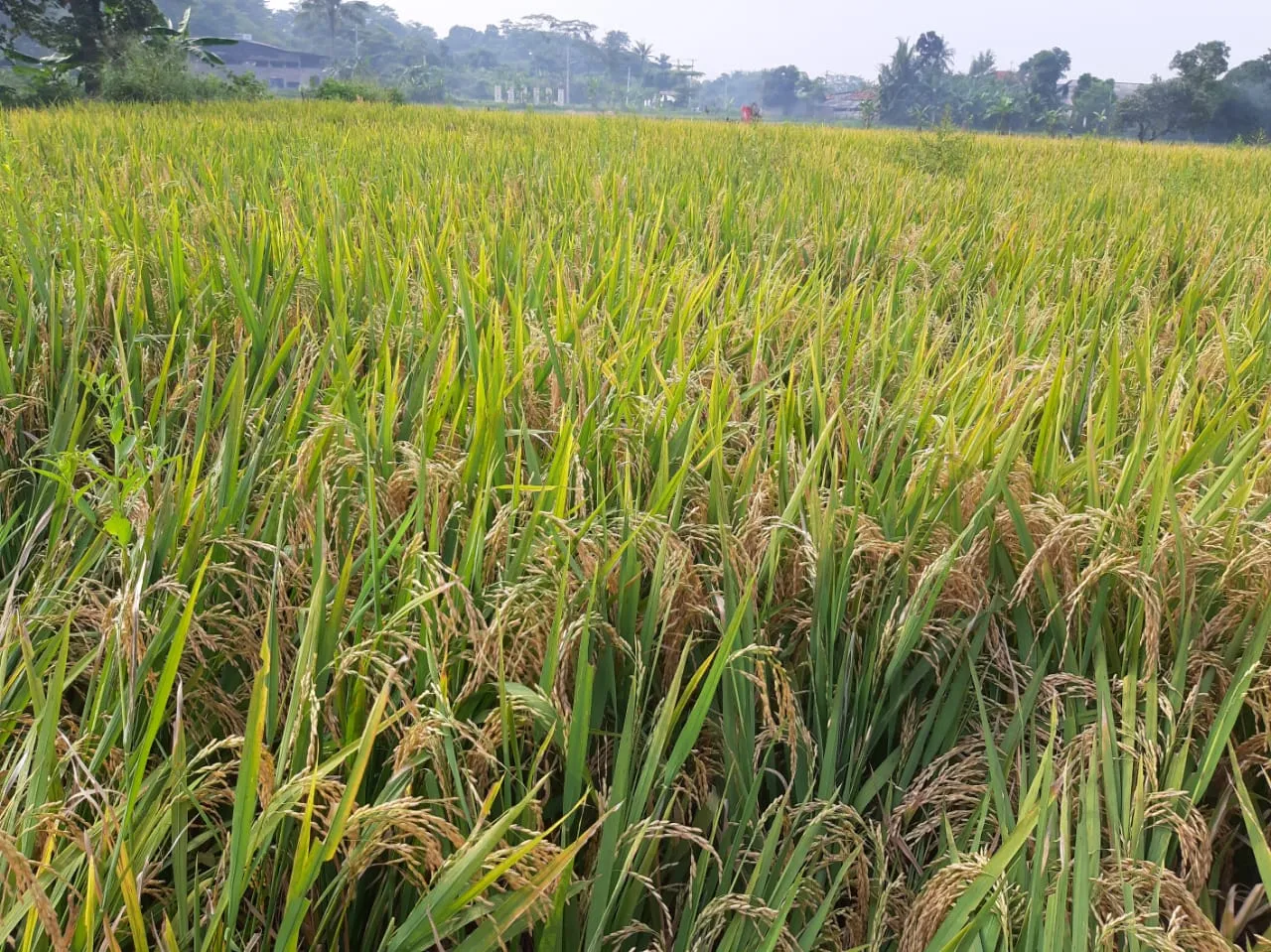 DPKP Jatim Beberkan Langkah Antisipasi Dampak El Nino