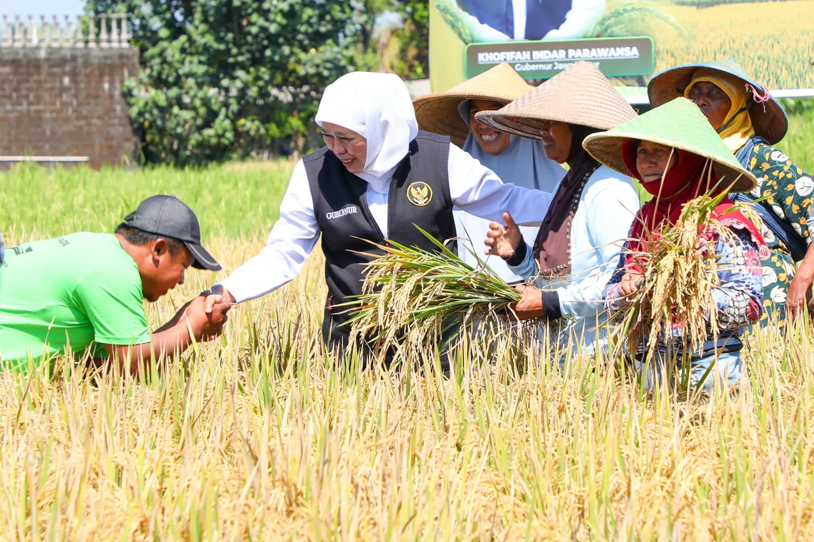 Dampak Kekeringan, 15 Hektar Padi di Jatim Gagal Panen