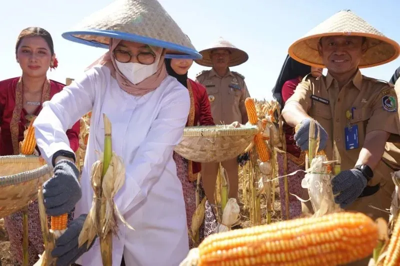 Produksi 250 Ribu Ton, Banyuwangi Jadi Lumbung Jagung Jatim