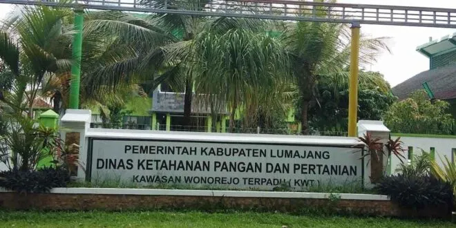 Petani Tembakau Terancam Gagal Panen, DKPP Lumajang Belum Bisa Bantu
