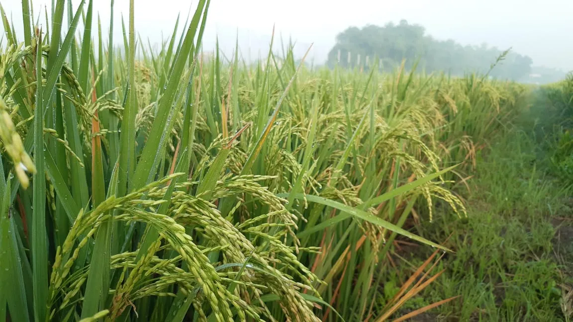 Pemkab Bojonegoro Dorong Petani Gunakan Pupuk Organik