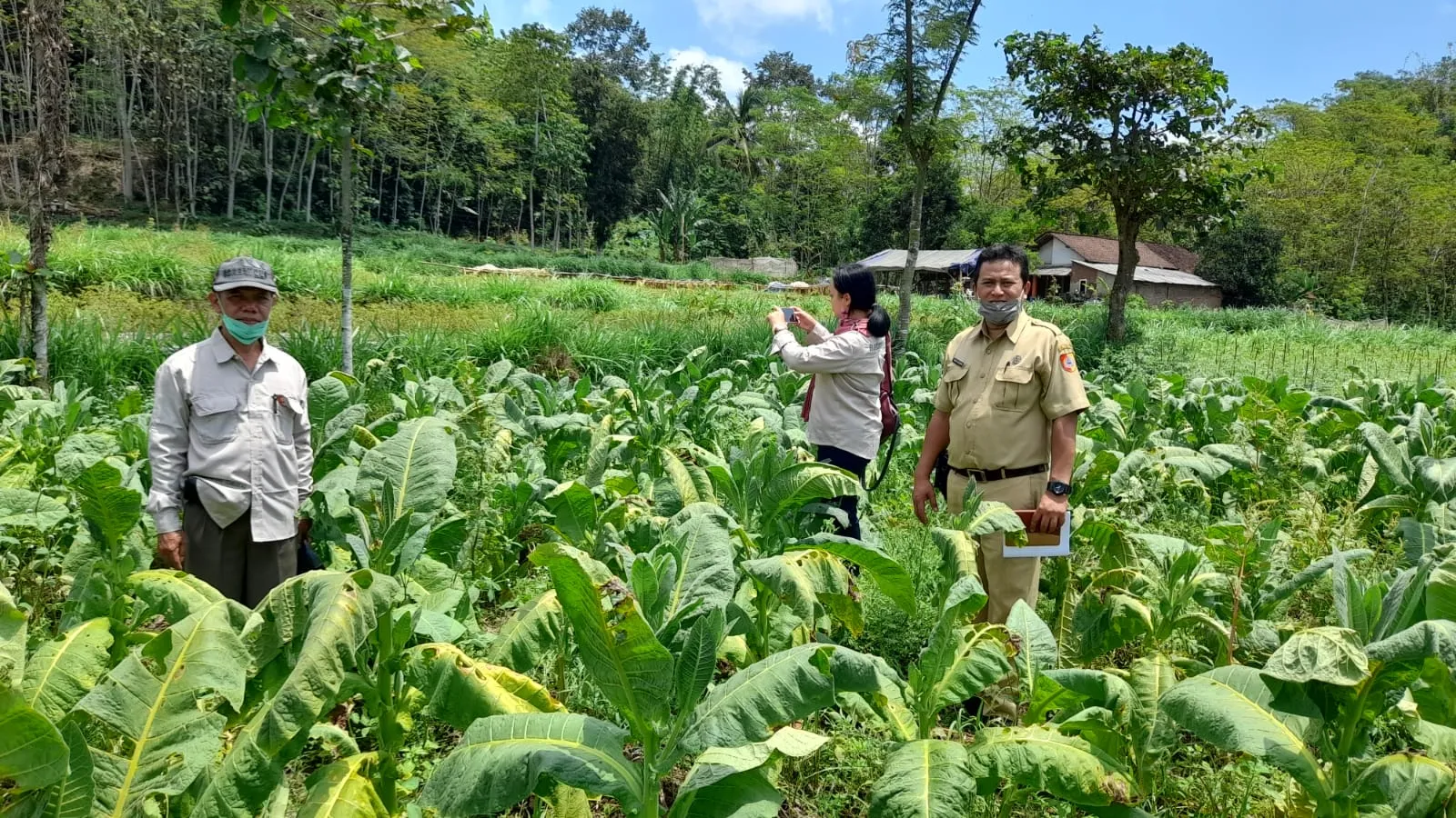 Lahan Rusak, Petani Tembakau di Jember Minta Bantuan Pemkab