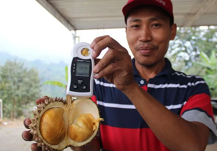 Cita Rasa Buah Durian Duri Hitam, Manis Seharga Rp 2 Juta Per Buah