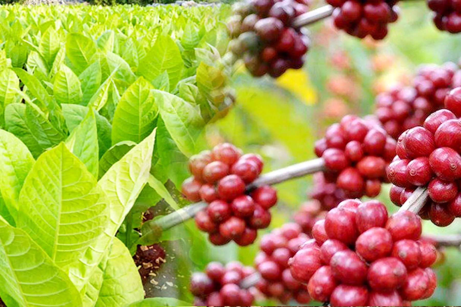 Pemkab Lumajang Dorong Pengembangan Komoditas Tembakau dan Kopi