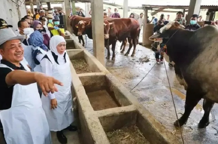 Vaksinasi Wabah PMK di Jatim Tertinggi di Indonesia, Tembus 6,1 Juta Dosis