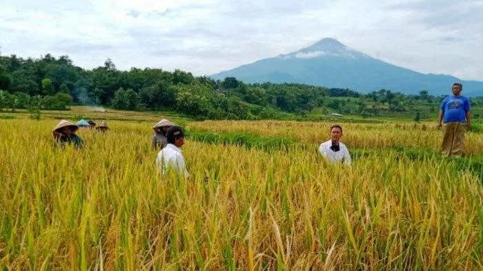 Harga Beras Naik, Penggilingan Padi Mojokerto Banyak yang Gulung Tikar