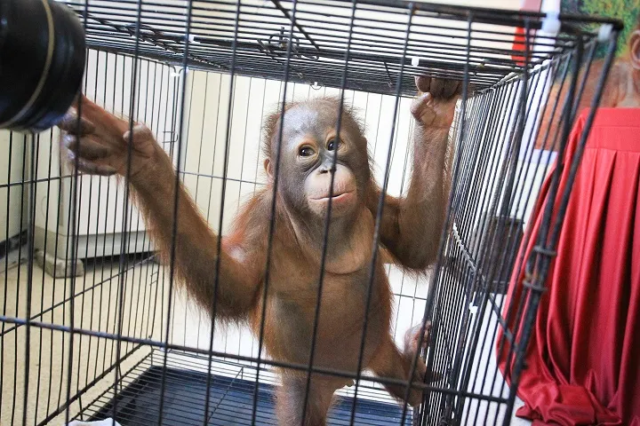 BKSDA Jatim Kembalikan Orang Utan ke Kalimantan