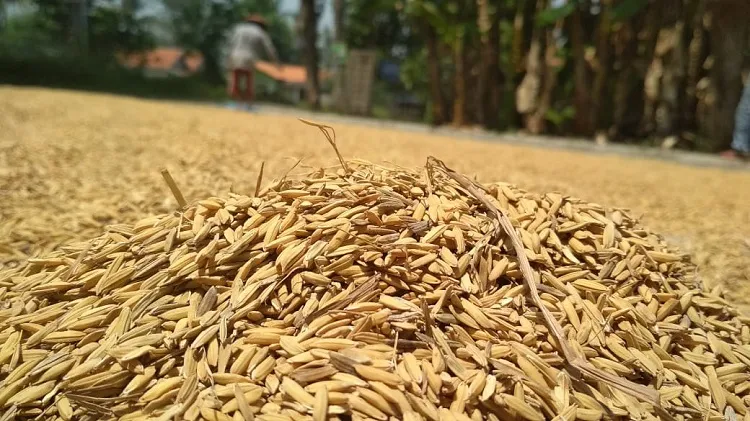 Produksi Gabah Menurun Karena El Nino, Pemerintah Antisipasi dengan CPP