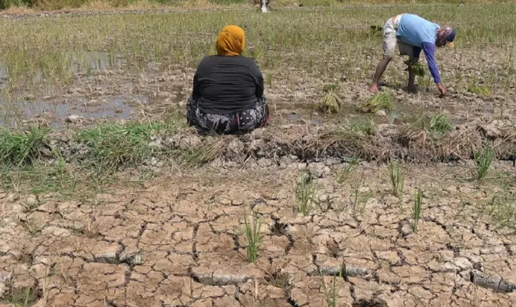 51.607 KK di Jabar Terdampak Kekeringan dan Krisis Air Bersih, Terbanyak Ada di Bogor