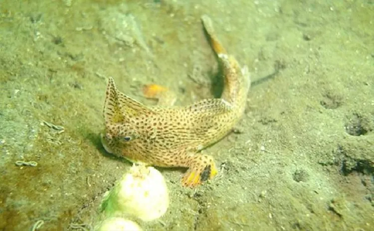 Ikan Langka dan Aneh Bersirip Tangan Manusia Terdampar di Pantai, Populasinya Terisolasi