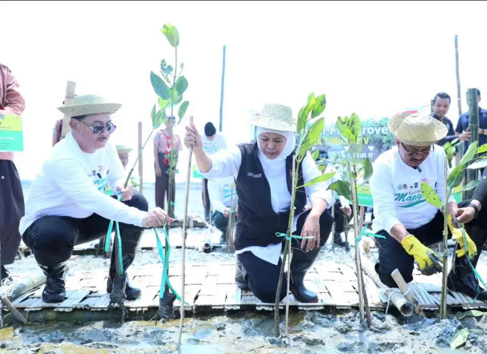 Gubernur Khofifah Tanam 10 Ribu Bibit Mangrove, Upaya Wujudkan Net Zero Emission 2060