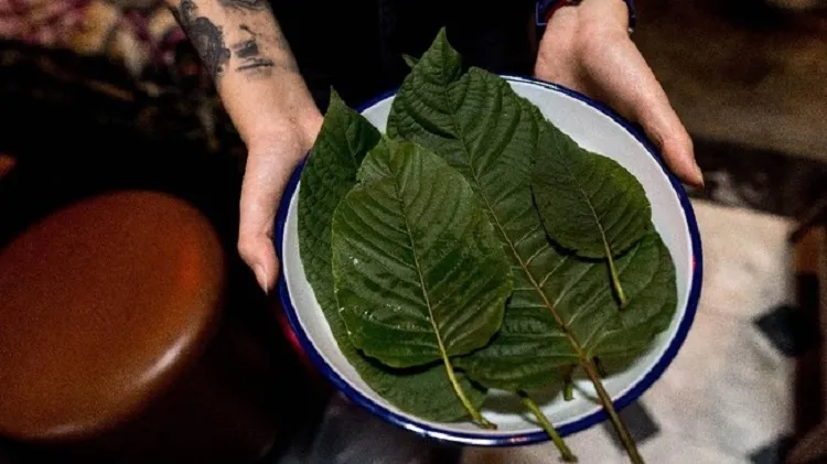 Kegiatan Ekspor Kratom Tidak Dilarang