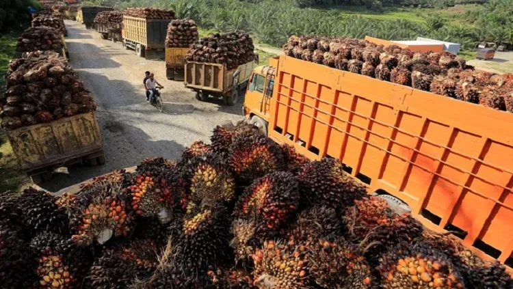 Harga Referensi Minyak Kelapa Sawit Turun Sekitar 10 Persen