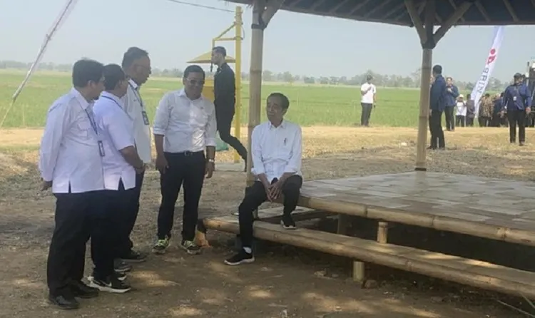 Kemarau Panjang El Nino Sebabkan Produksi Beras Berkurang