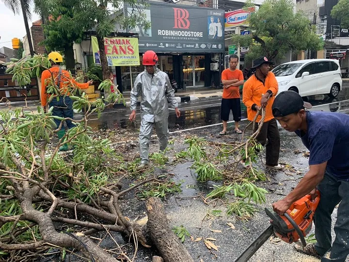 Hujan Deras Disertai Angin Kencang, Sejumlah Pohon di Lamongan Tumbang