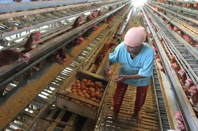 Bapanas RI: 20.000 Ton Jagung Pakan Impor Siap di Distribusikan ke Peternak Mandiri
