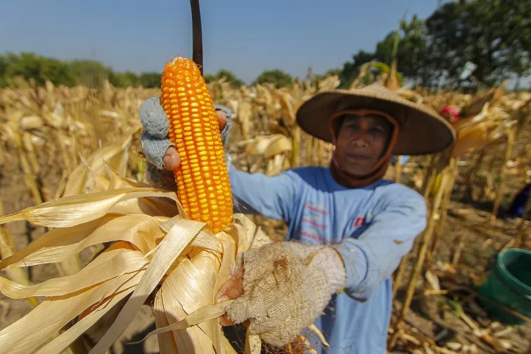 Harga Pakan Unggas Naik, Peternak Ayam Broiler Menjerit dan Merugi