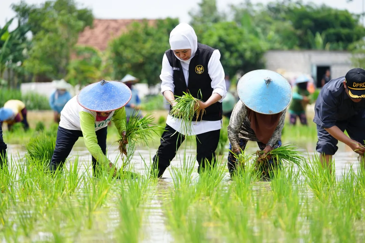 Khofifah Sebut Padi Inpari 32 Best Practice dan Referensi Terbaik dari Tuban
