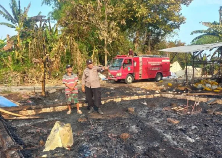 Kandang Ayam Berisi 8.000 Ekor Hangus Terbakar, Kerugian Capai Rp 300 Juta