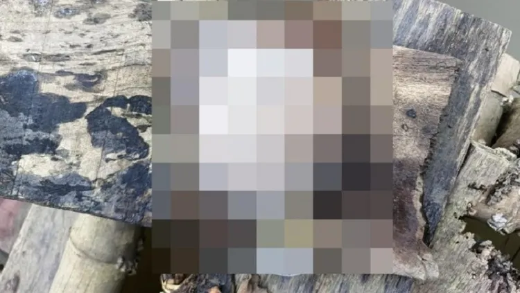 Viral Penemuan Potongan Payudara di Sungai Benowo Surabaya, Ternyata Milik Orang NTT