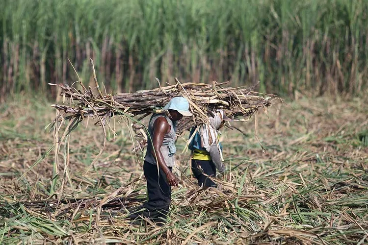 Lahan Tebu Liar Seluas 1.500 Hektar di Blitar Dialihfungsikan Jadi Hutan Lindung