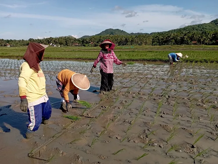 Keterlambatan Musim Penghujan, Produksi Beras Petani Merosot 500 Ribu Ton