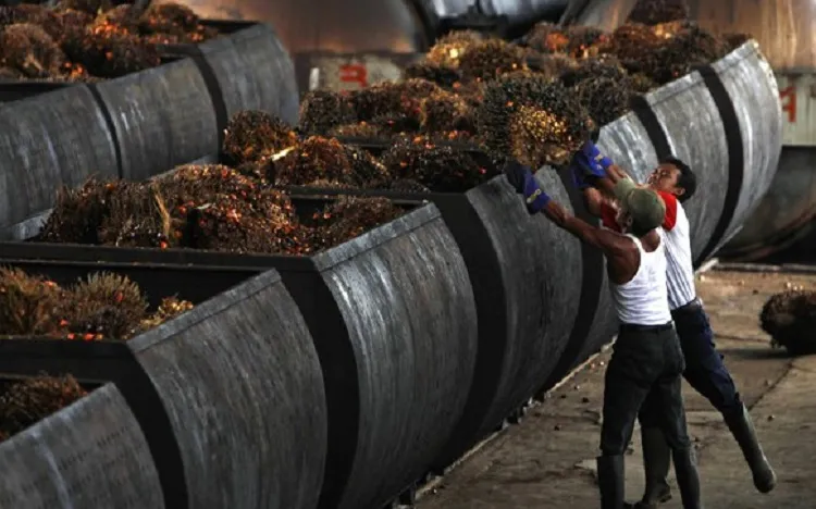 Berkat Program Biodiesel Pasar Domestik, Negara Hemat Rp 120 Triliun