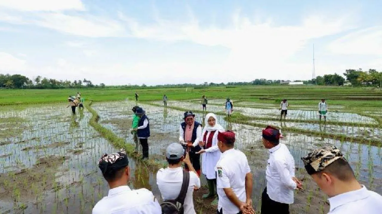 Pemkab Banyuwangi Terapkan Pertanian Presisi