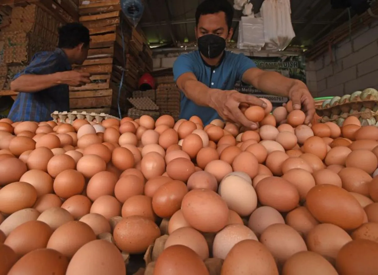 Harga Telur di Lamongan Tembus Rp 31 Ribu Perkilo