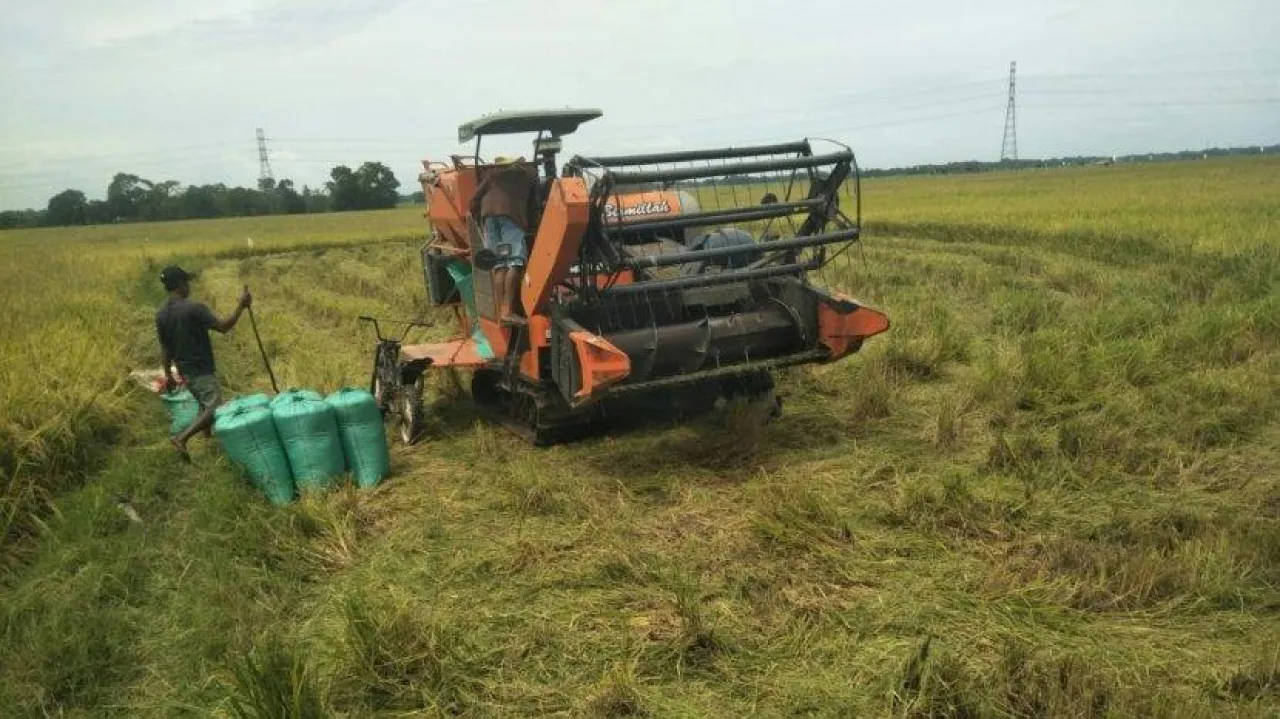Panen Ratusan Hektar, Petani Purworejo Optimis Penuhi Kebutuhan Pasar Nasional